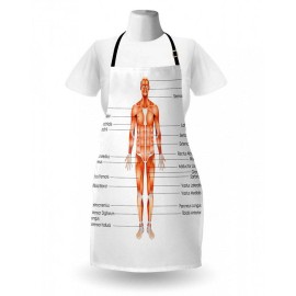 Human Anatomy Apron